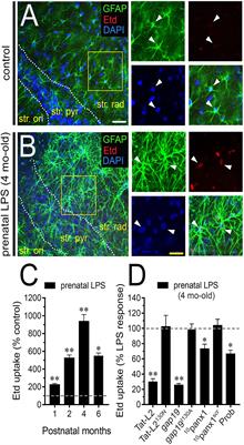 The Opening of Connexin 43 Hemichannels Alters Hippocampal Astrocyte Function and Neuronal Survival in Prenatally LPS-Exposed Adult Offspring